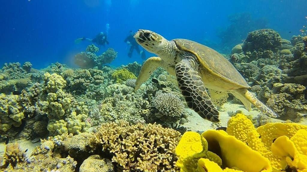 Bait Alaqaba Dive Center & Resort Dış mekan fotoğraf