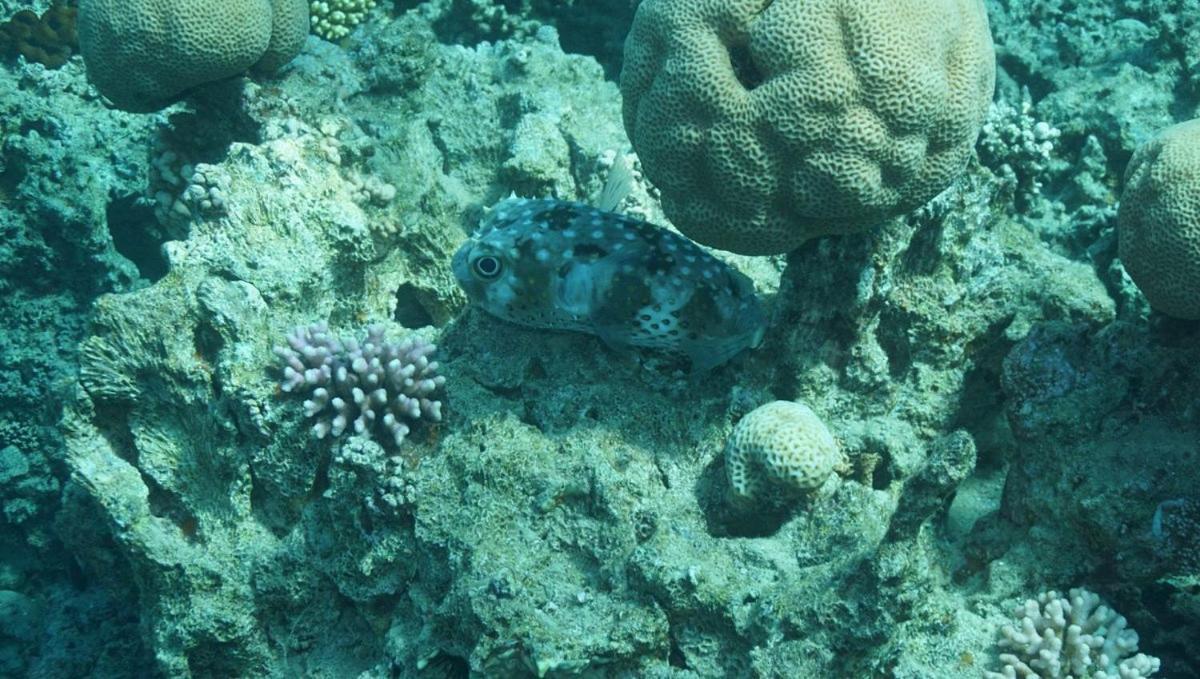 Bait Alaqaba Dive Center & Resort Dış mekan fotoğraf