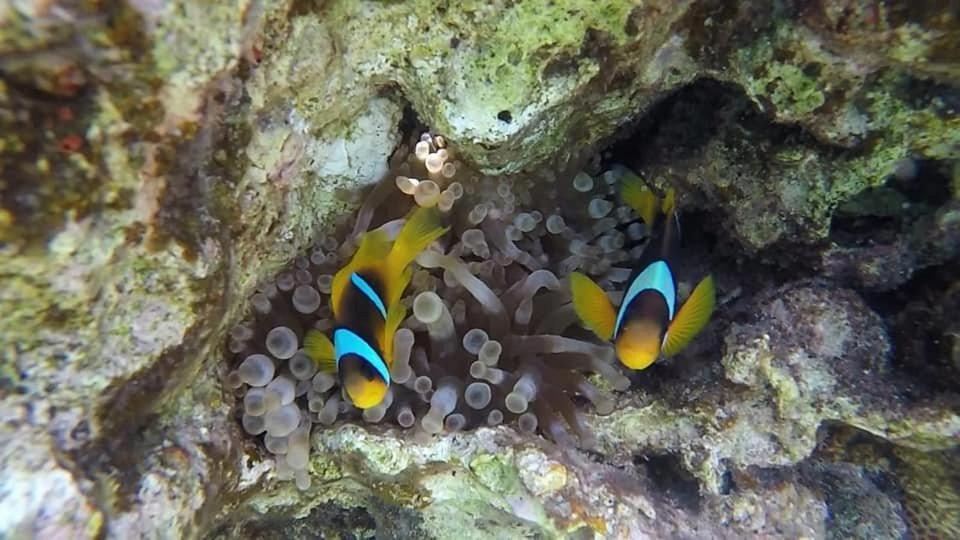 Bait Alaqaba Dive Center & Resort Dış mekan fotoğraf
