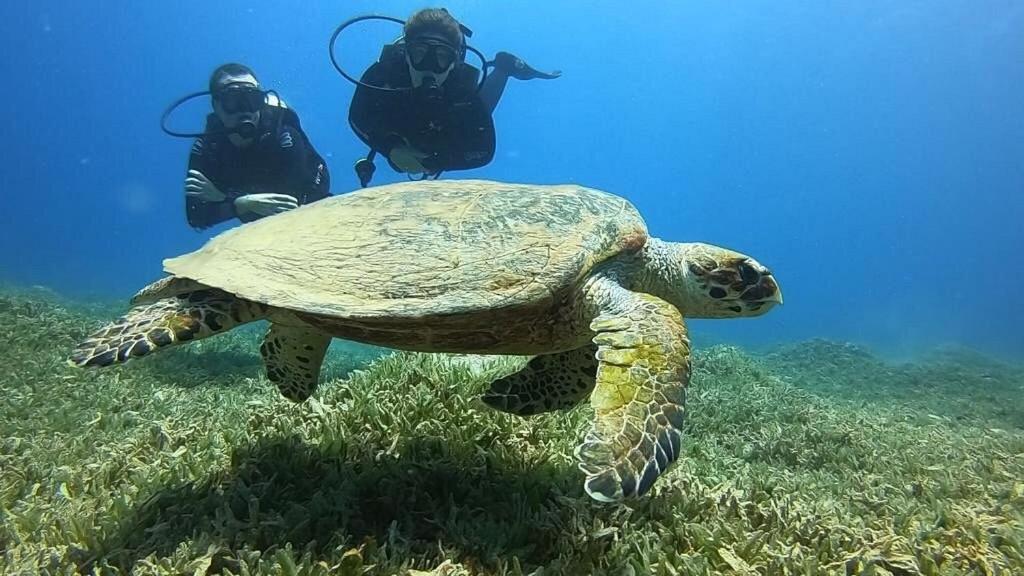 Bait Alaqaba Dive Center & Resort Dış mekan fotoğraf