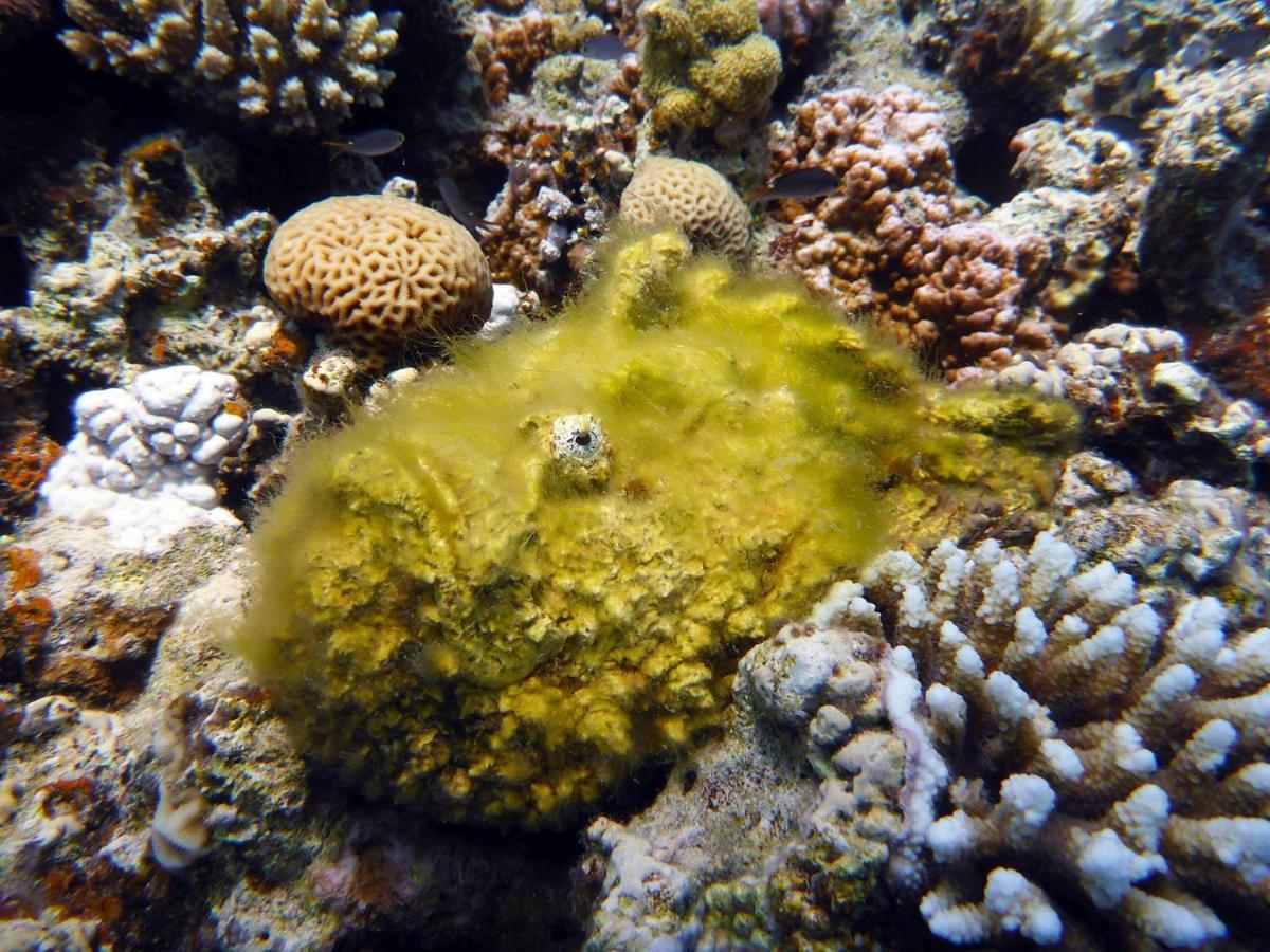 Bait Alaqaba Dive Center & Resort Dış mekan fotoğraf
